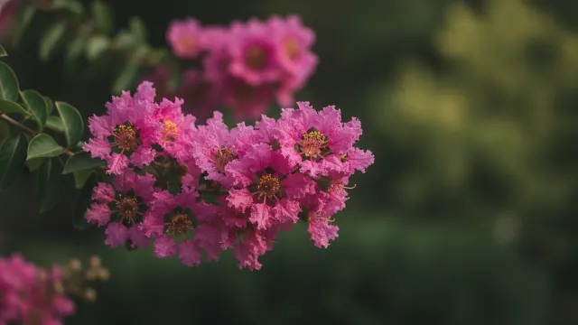 Pink Velour