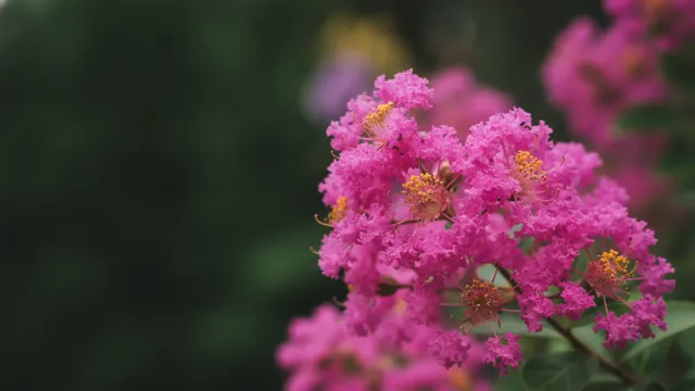 Crape Myrtle