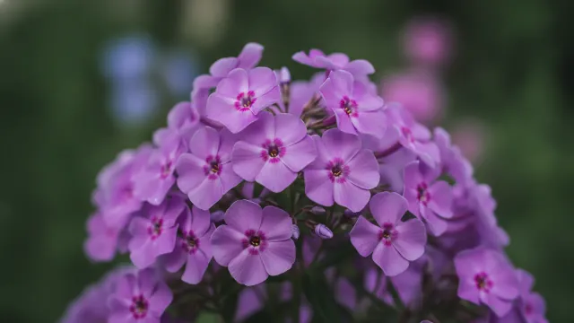 Purple Beauty