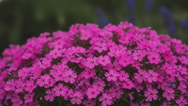 Creeping Phlox