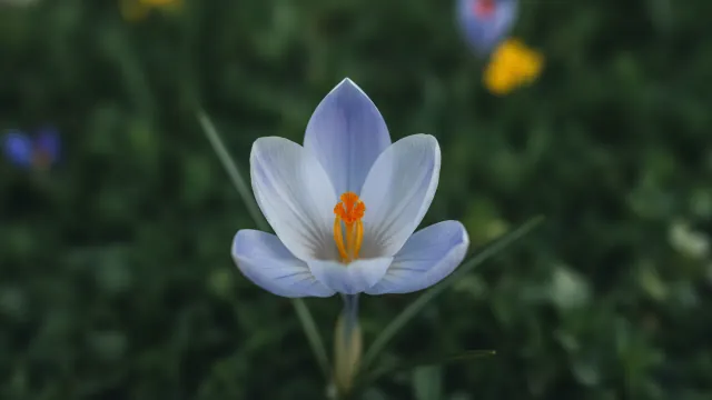 Blue Pearl