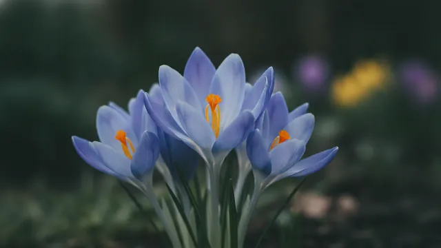 Remembrance