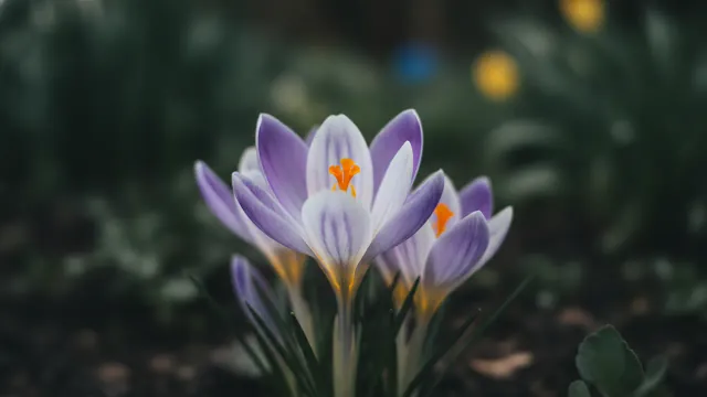 Tricolor