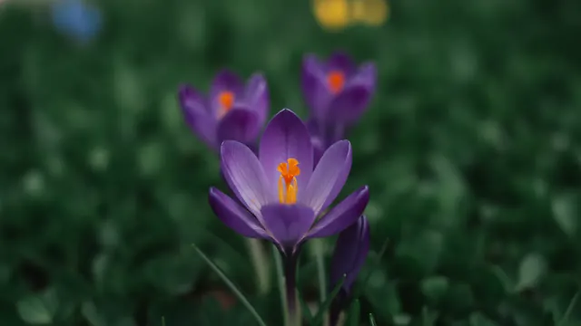 Crocus
