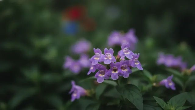 Mexican Heather