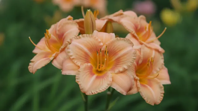 Apricot Sparkles