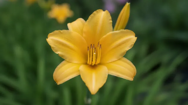 Hyperion