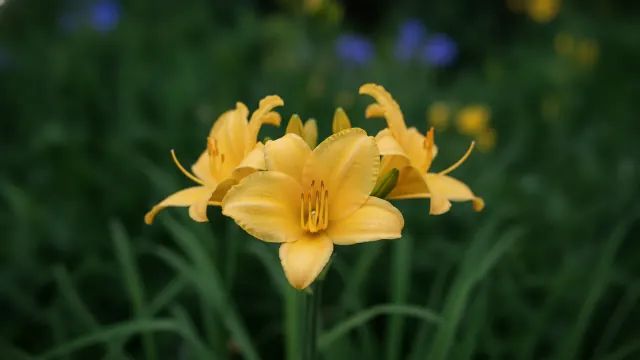 Stella de Oro