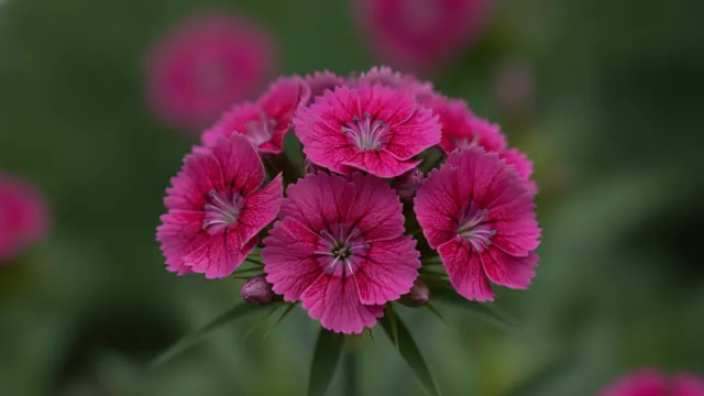 Mountain Frost Ruby