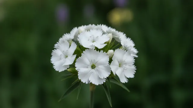 White Pinks