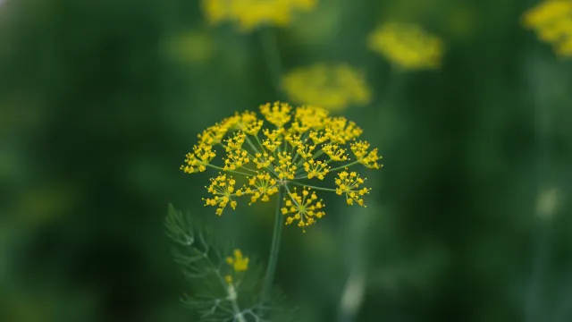 Dill