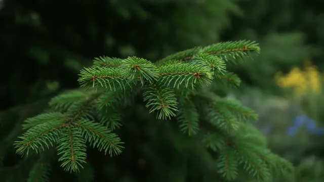 Douglas Fir
