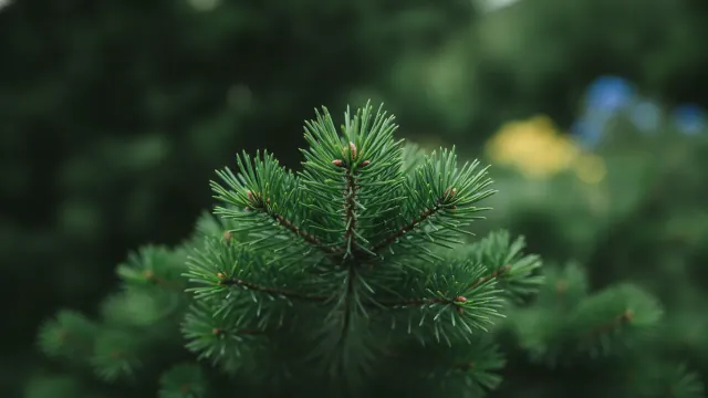 Eastern White Pine