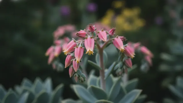 Echeveria