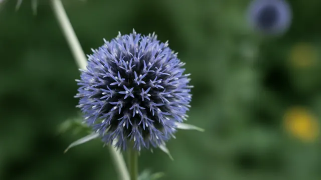 Globe Thistle