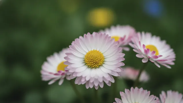 English Daisy