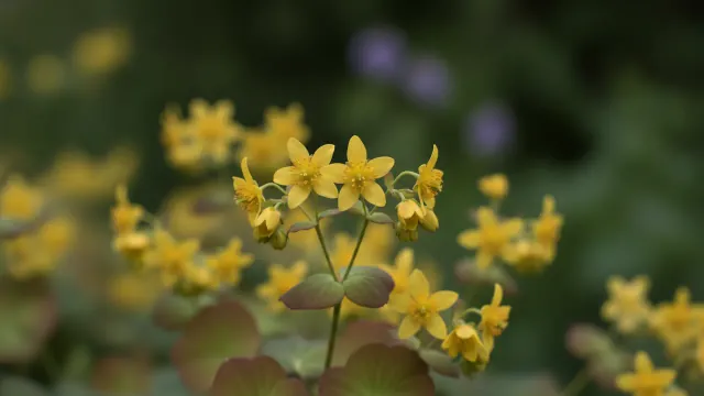Barrenwort