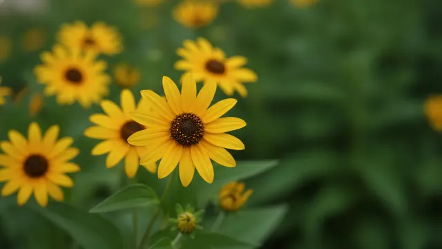 False Sunflower