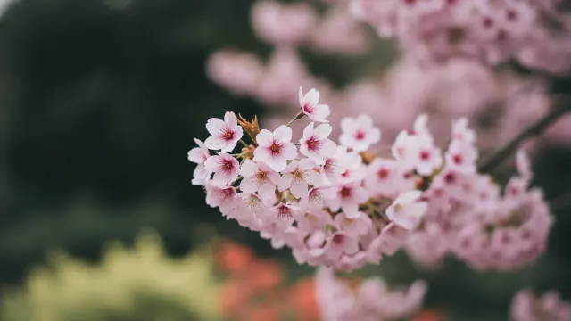 Flowering Cherry