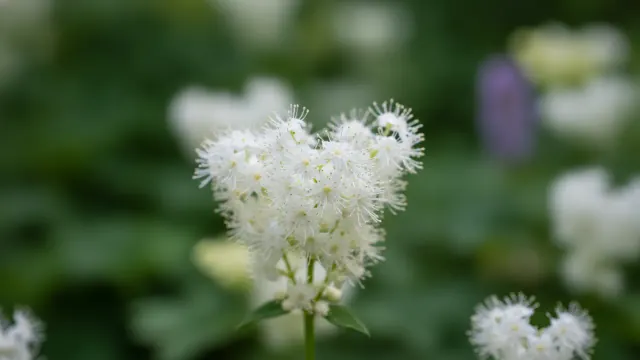 Foam Flower