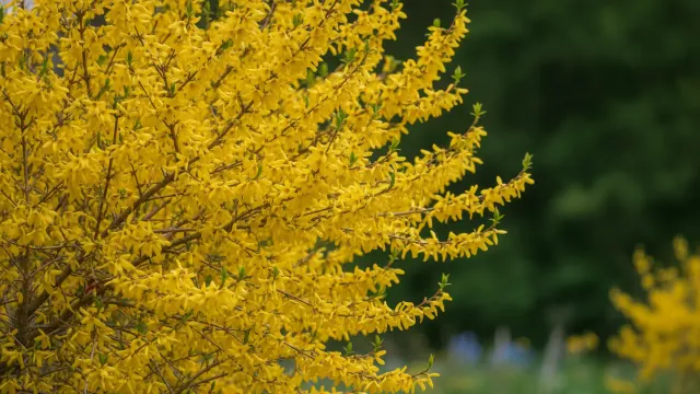 Forsythia