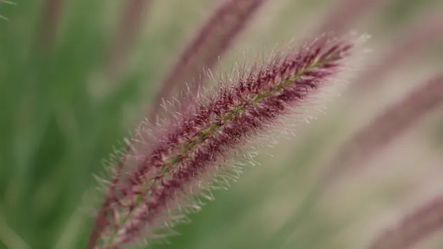 Purple Fountain Grass