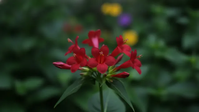 Red Four O'Clock