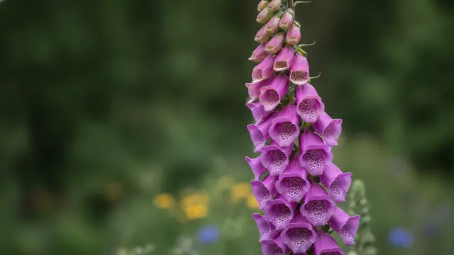 Camelot Lavender