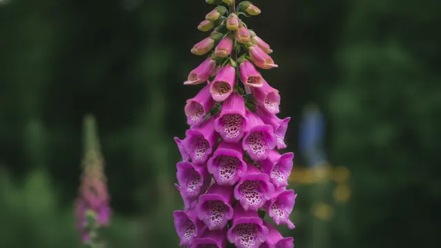 Common Foxglove