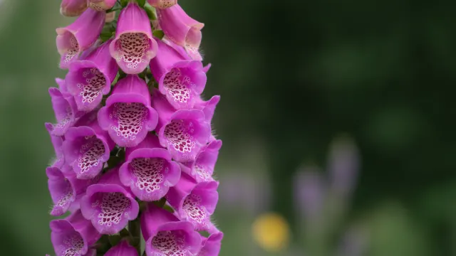 Foxglove