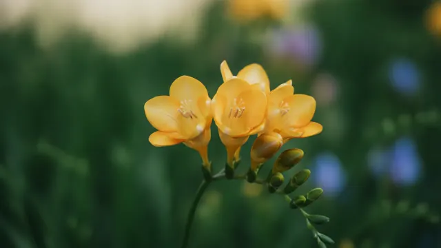 Freesia