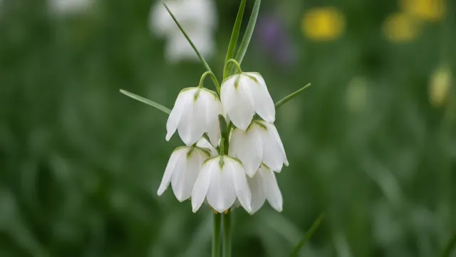 Checkered Lily Alba