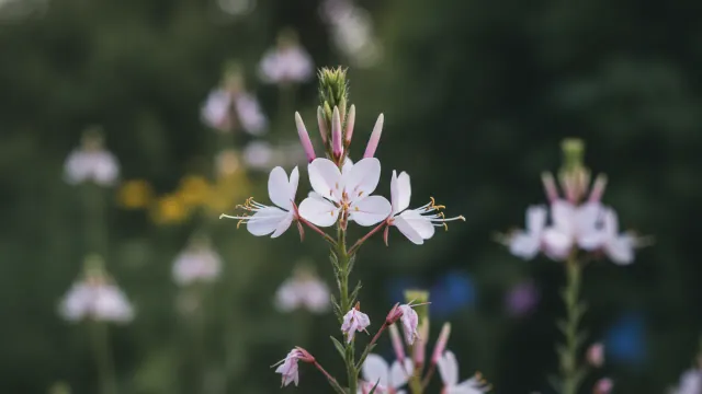 Gaura