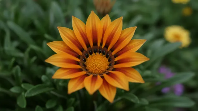 Tiger Stripe Gazania