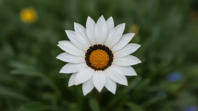 White Gazania