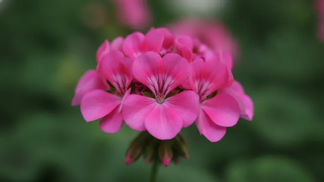 Bicolor Geranium