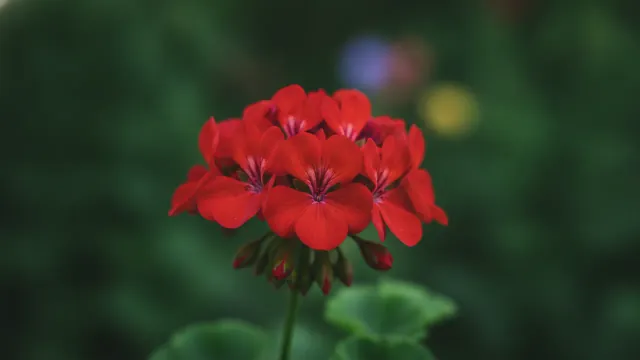 Ivy Geranium