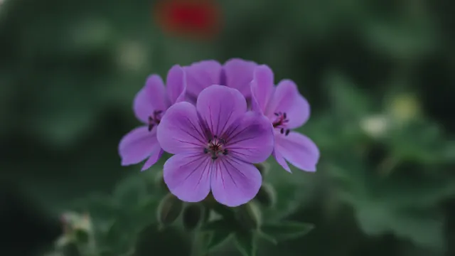 Lavender Geranium