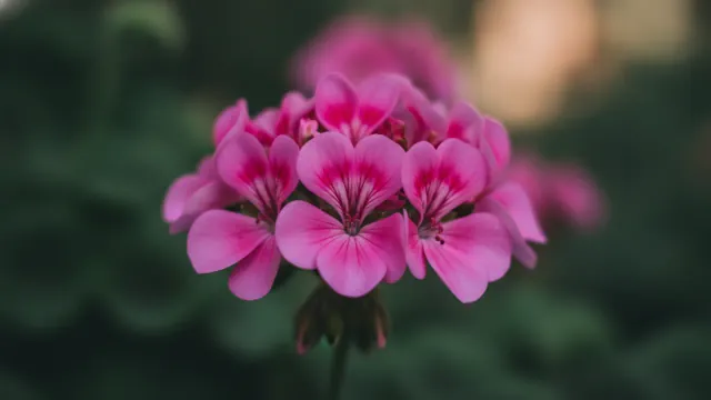 Pink Geranium