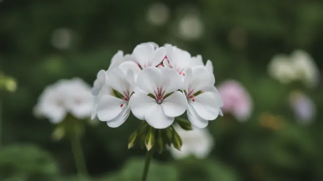 White Geranium