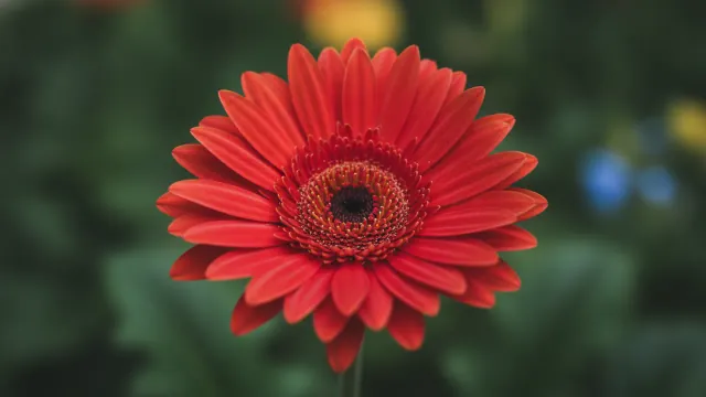 Coral Gerbera