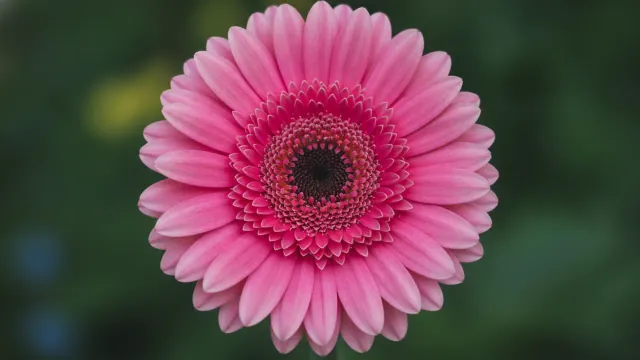 Pink Gerbera