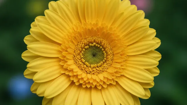 Yellow Gerbera