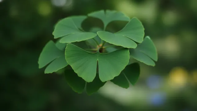 Ginkgo