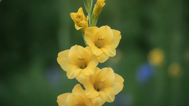 Yellow Gladiolus