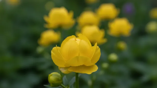 Globeflower