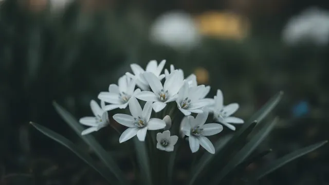 Alba