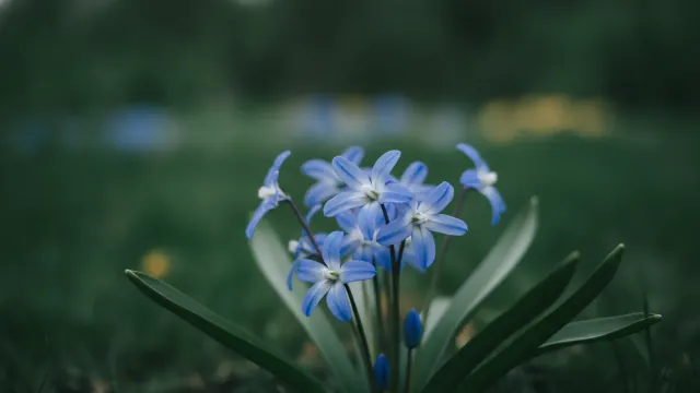 Blue Giant