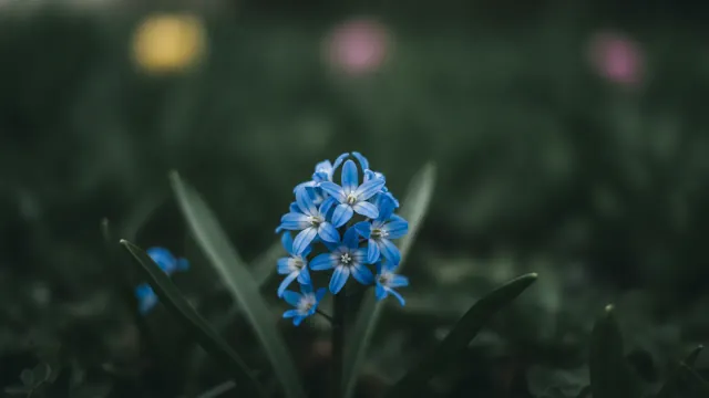 Glory of the Snow