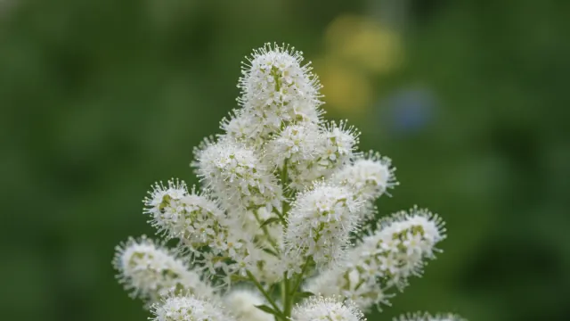 Goatsbeard